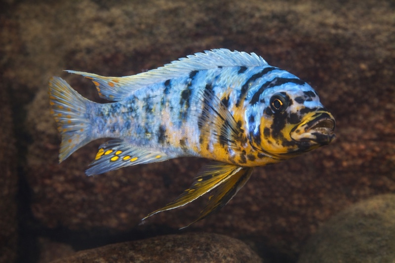 Maylandia fainzilberi 'Ngwasi'